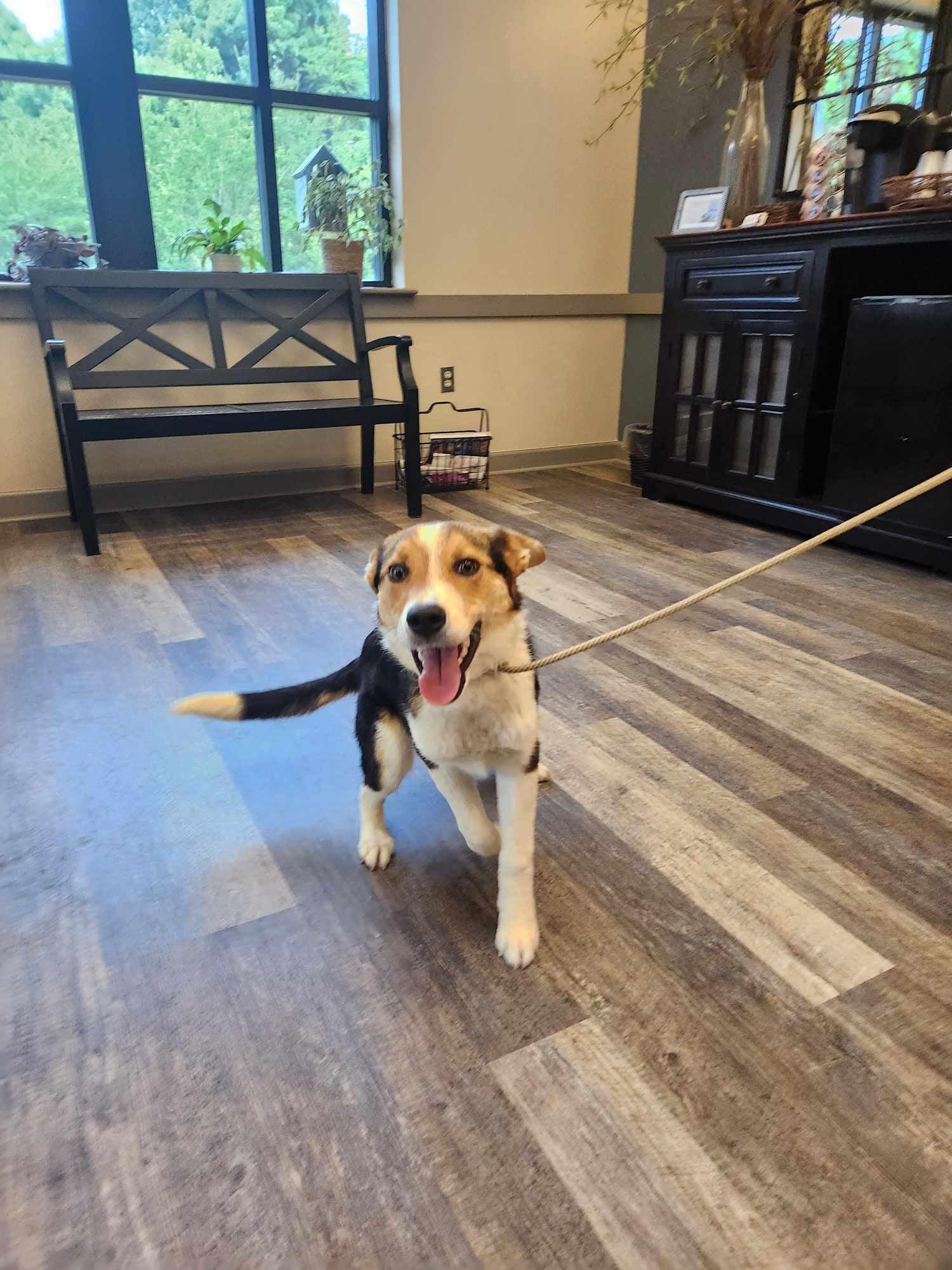 Archer, Adopted, Young Male Australian Cattle Dog / Blue Heeler.