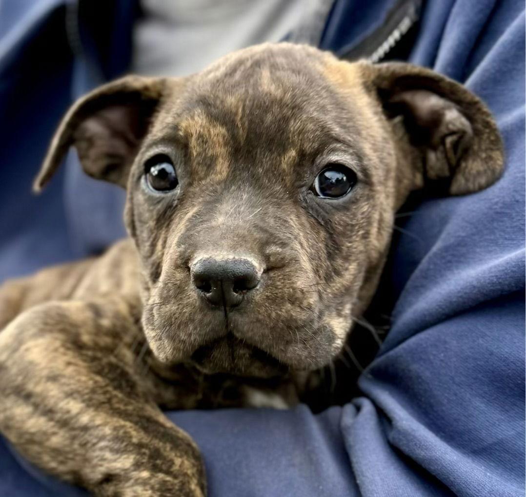Enlarge Channel, a Adoptable Boxer in New Castle, DE image 1/1