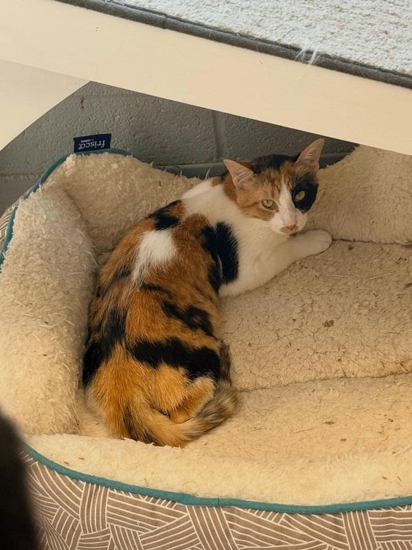 BARN CAT KITTIES, ADOPTABLE, Adult Female Domestic Short Hair.