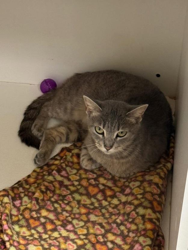 Enlarge BARN CAT KITTIES, a ADOPTABLE Domestic Short Hair in Pegram, TN image 2/3