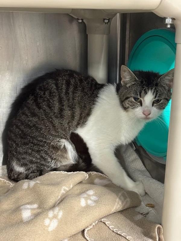 Enlarge BARN CAT KITTIES, a ADOPTABLE Domestic Short Hair in Pegram, TN image 3/3