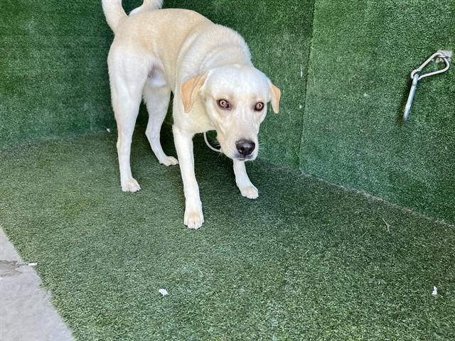 Enlarge FINLEY, a Adoptable mixed breed in Lancaster, CA image 1/1