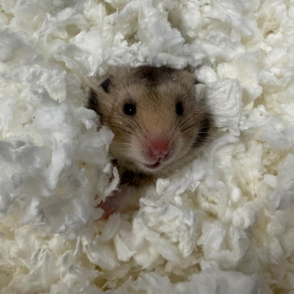 Enlarge Dulce de Leche Caramel Cheesecake, a ADOPTABLE Hamster in Medford, NY image 1/1