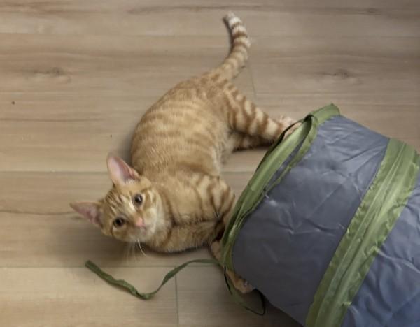 Enlarge Cedar, an adopted Domestic Short Hair in Wilmington, NC image 1/1