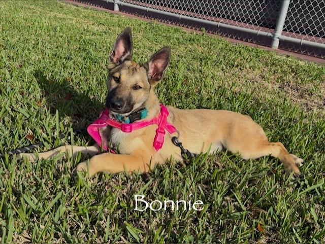 C24-26 Bonnie, ADOPTABLE, Young Female German Shepherd Dog & Belgian Shepherd / Malinois.