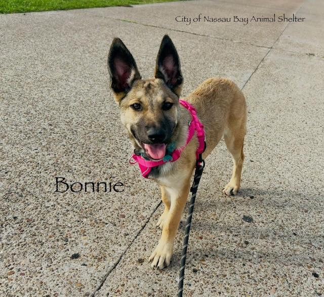 Enlarge C24-26 Bonnie, a ADOPTABLE mixed breed in Nassau Bay, TX image 2/6