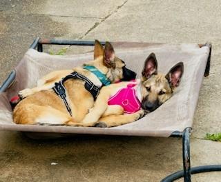 Enlarge C24-26 Bonnie, a ADOPTABLE mixed breed in Nassau Bay, TX image 4/6