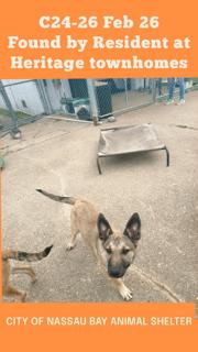 Enlarge C24-26 Bonnie, a ADOPTABLE mixed breed in Nassau Bay, TX image 6/6