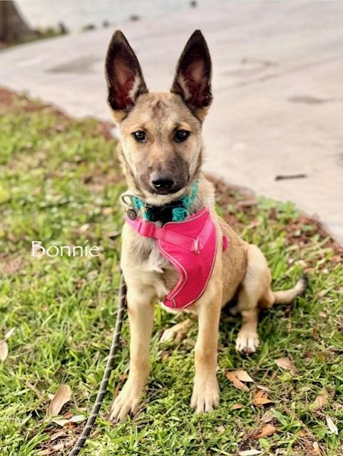 Enlarge C24-26 Bonnie, a ADOPTABLE mixed breed in Nassau Bay, TX image 3/6