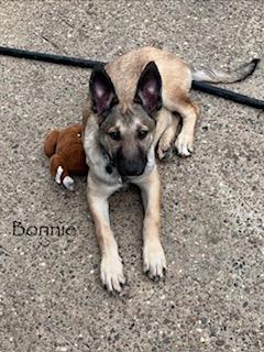 Enlarge C24-26 Bonnie, a ADOPTABLE mixed breed in Nassau Bay, TX image 5/6