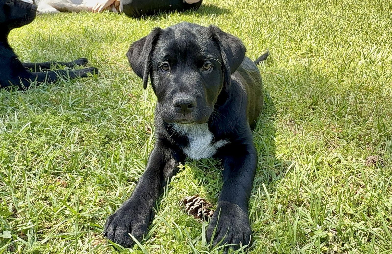 Enlarge Kilty, a Adoptable mixed breed in Texarkana, TX image 1/1