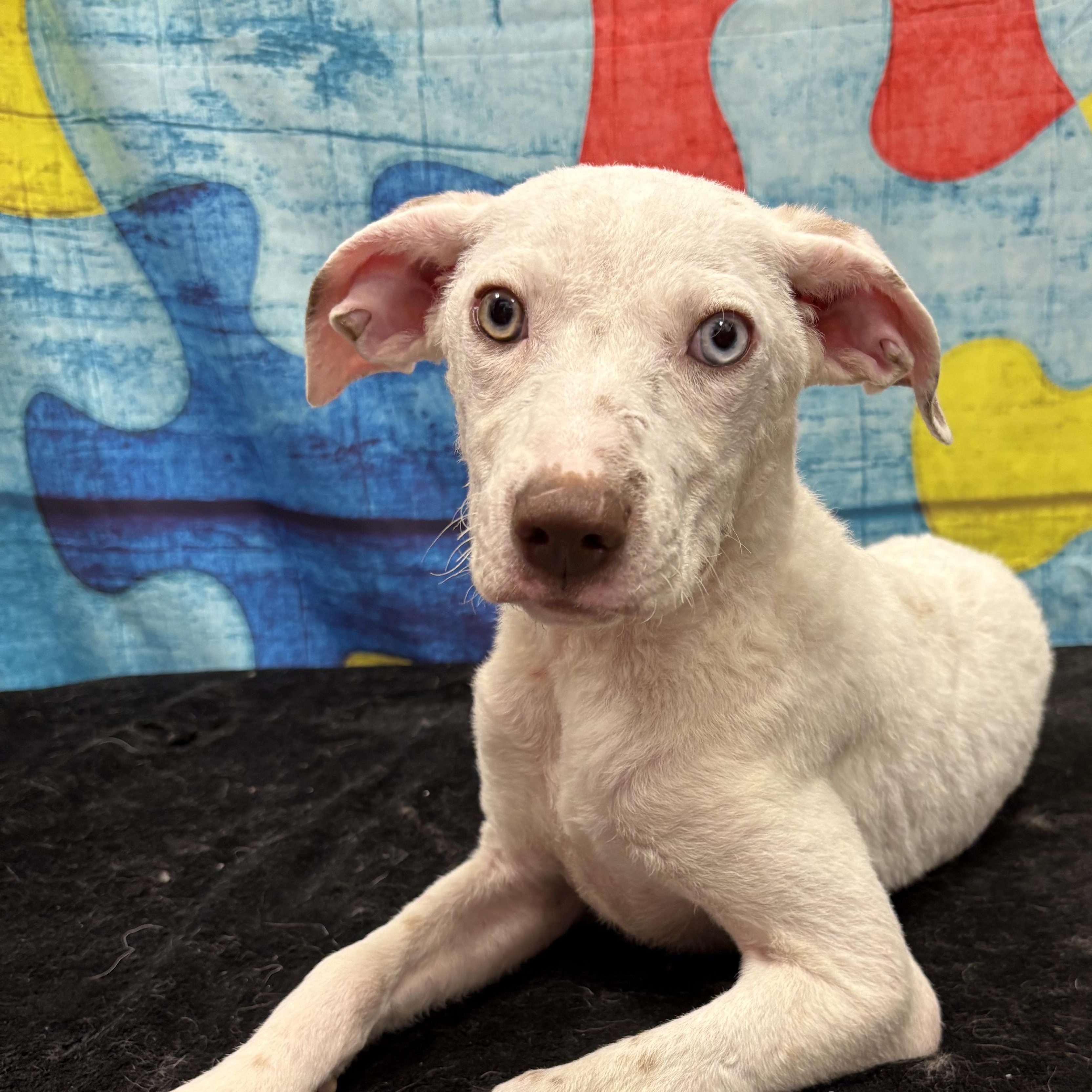 Enlarge Lamb , a Adoptable mixed breed in West Valley, UT image 2/4