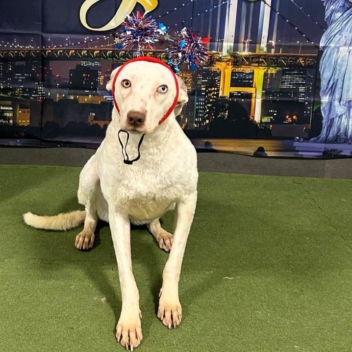 Lamb , Adoptable, Young Female Australian Kelpie.