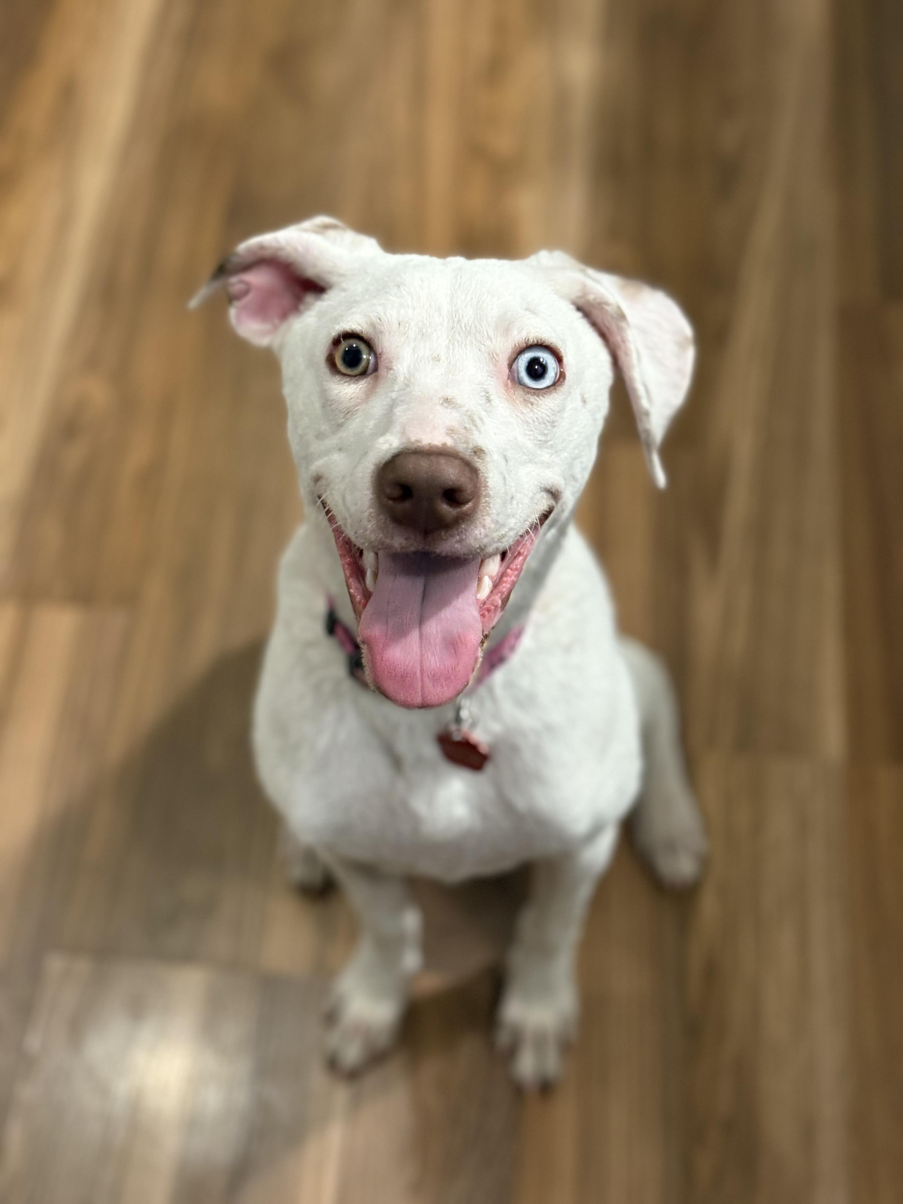 Lamb , Adoptable, Young Female Australian Kelpie.