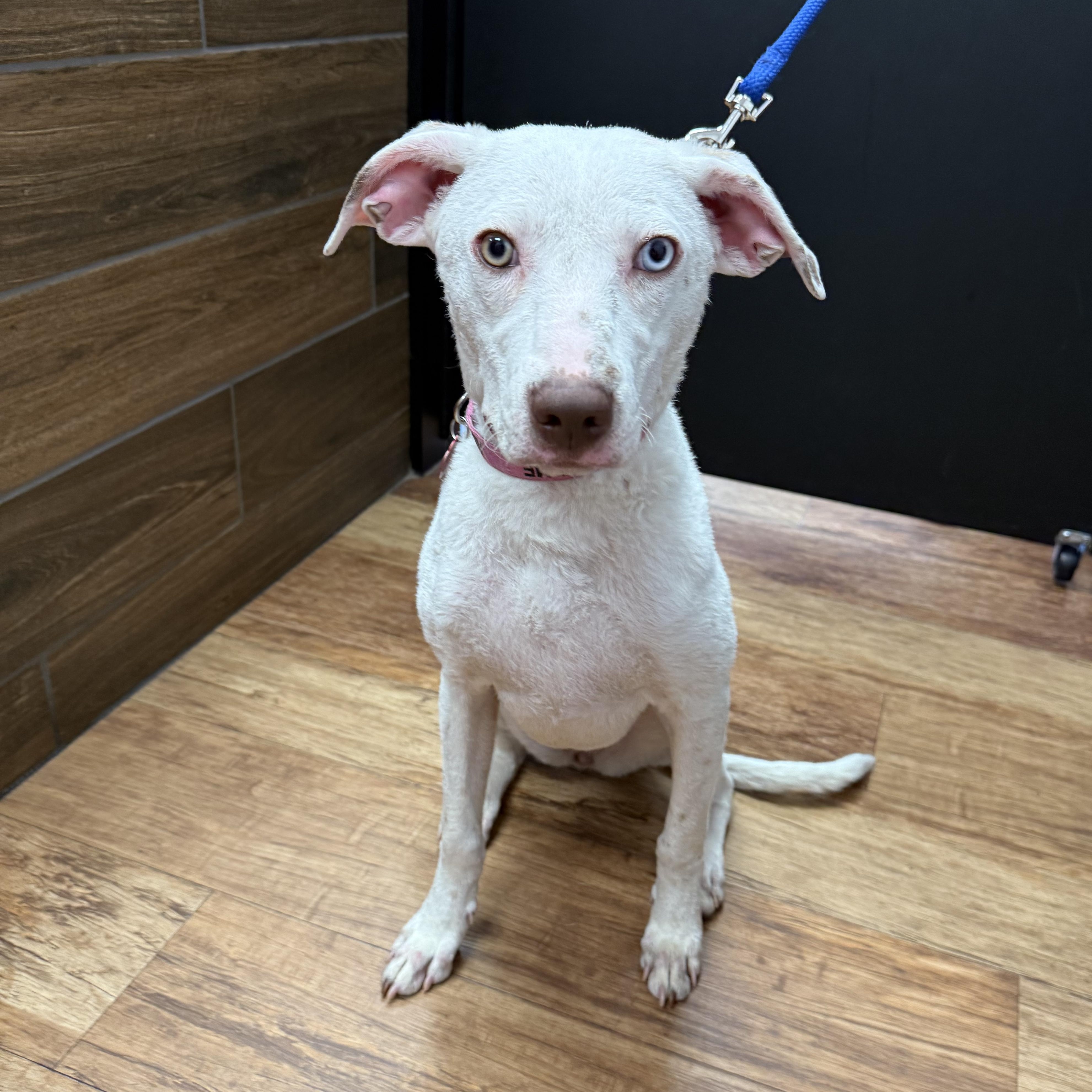 Enlarge Lamb , a Adoptable mixed breed in West Valley, UT image 3/4