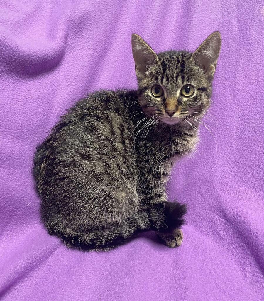 Enlarge Gravy, an adoptable Domestic Short Hair in Jackson, MI image 6/6