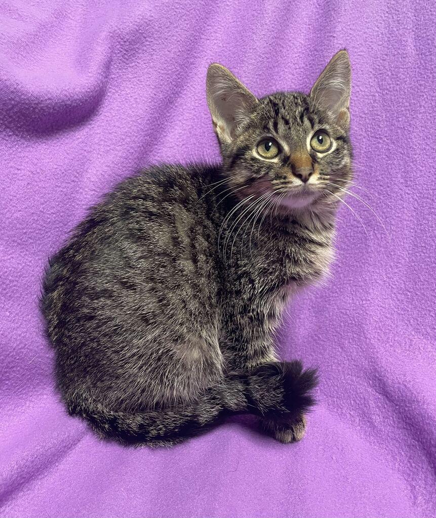 Enlarge Gravy, an adoptable Domestic Short Hair in Jackson, MI image 1/6