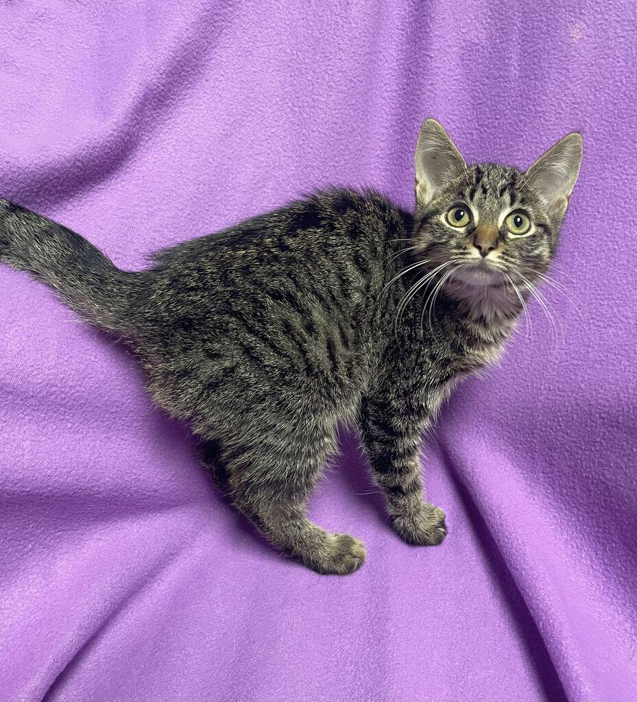 Enlarge Gravy, an adoptable Domestic Short Hair in Jackson, MI image 3/6