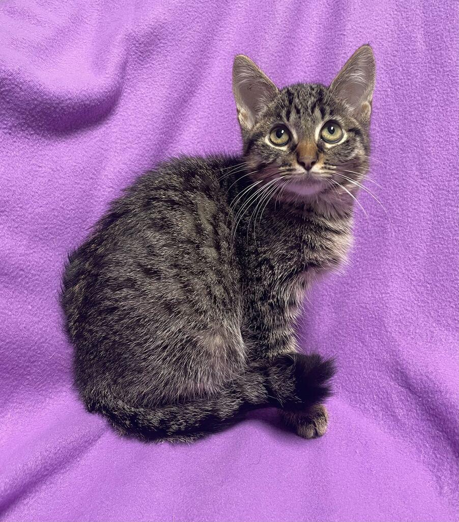 Enlarge Gravy, an adoptable Domestic Short Hair in Jackson, MI image 5/6