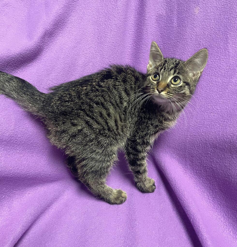 Enlarge Gravy, an adoptable Domestic Short Hair in Jackson, MI image 2/6