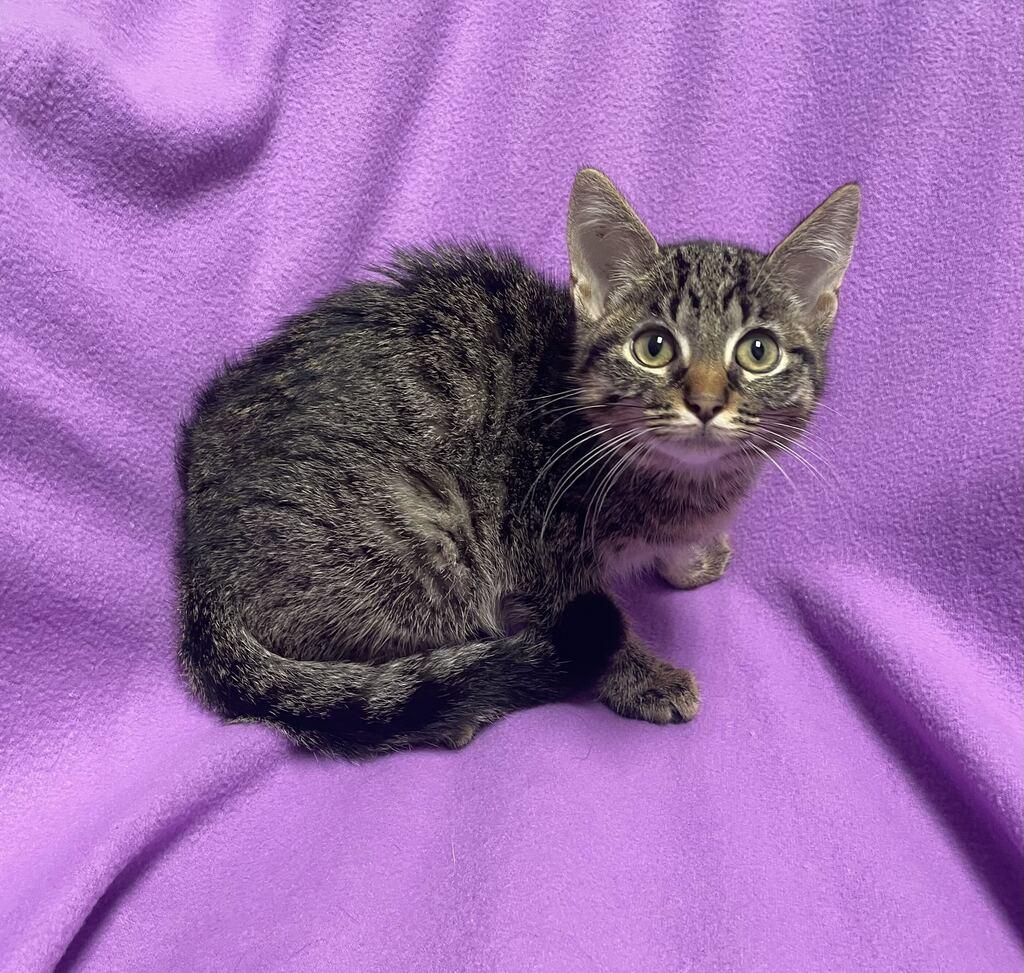 Enlarge Gravy, an adoptable Domestic Short Hair in Jackson, MI image 4/6