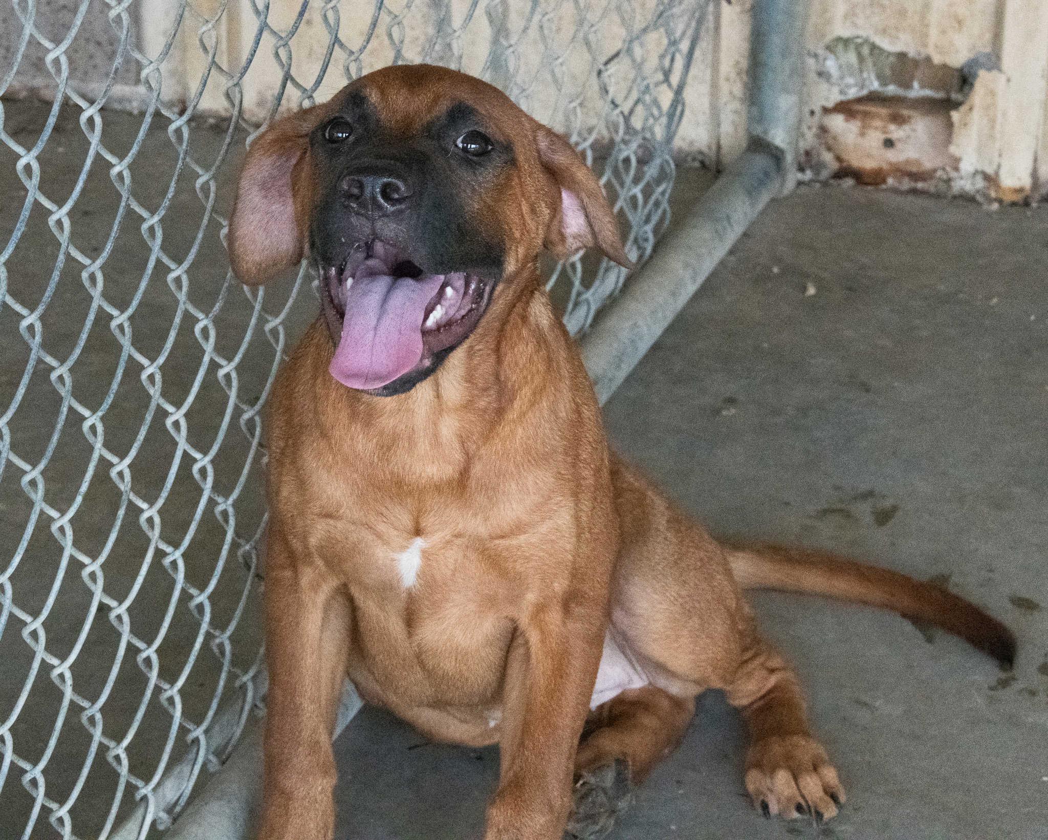 Enlarge Gamora, a Adopted mixed breed in Mayetta, KS image 1/3