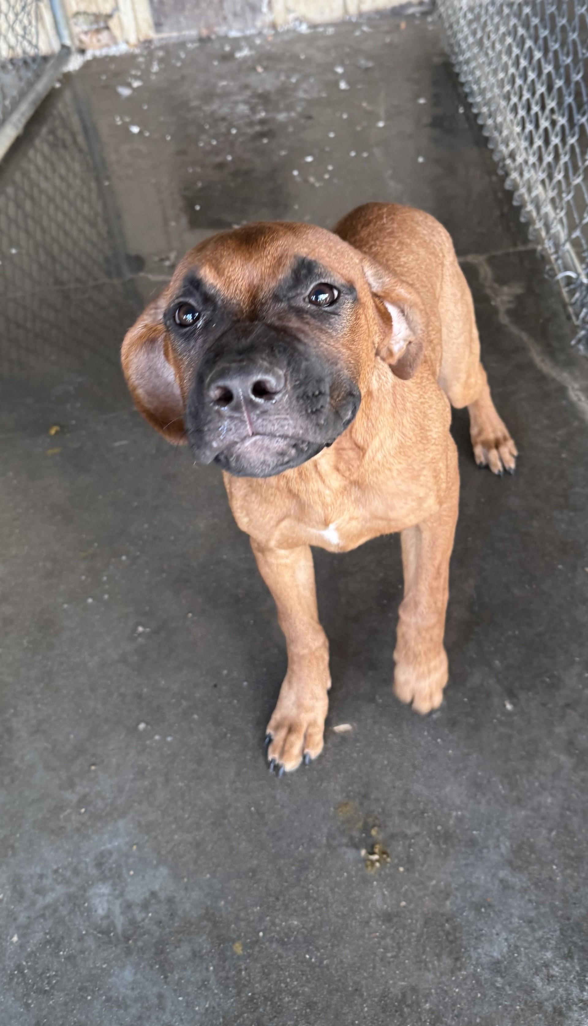 Enlarge Gamora, a Adopted mixed breed in Mayetta, KS image 2/3