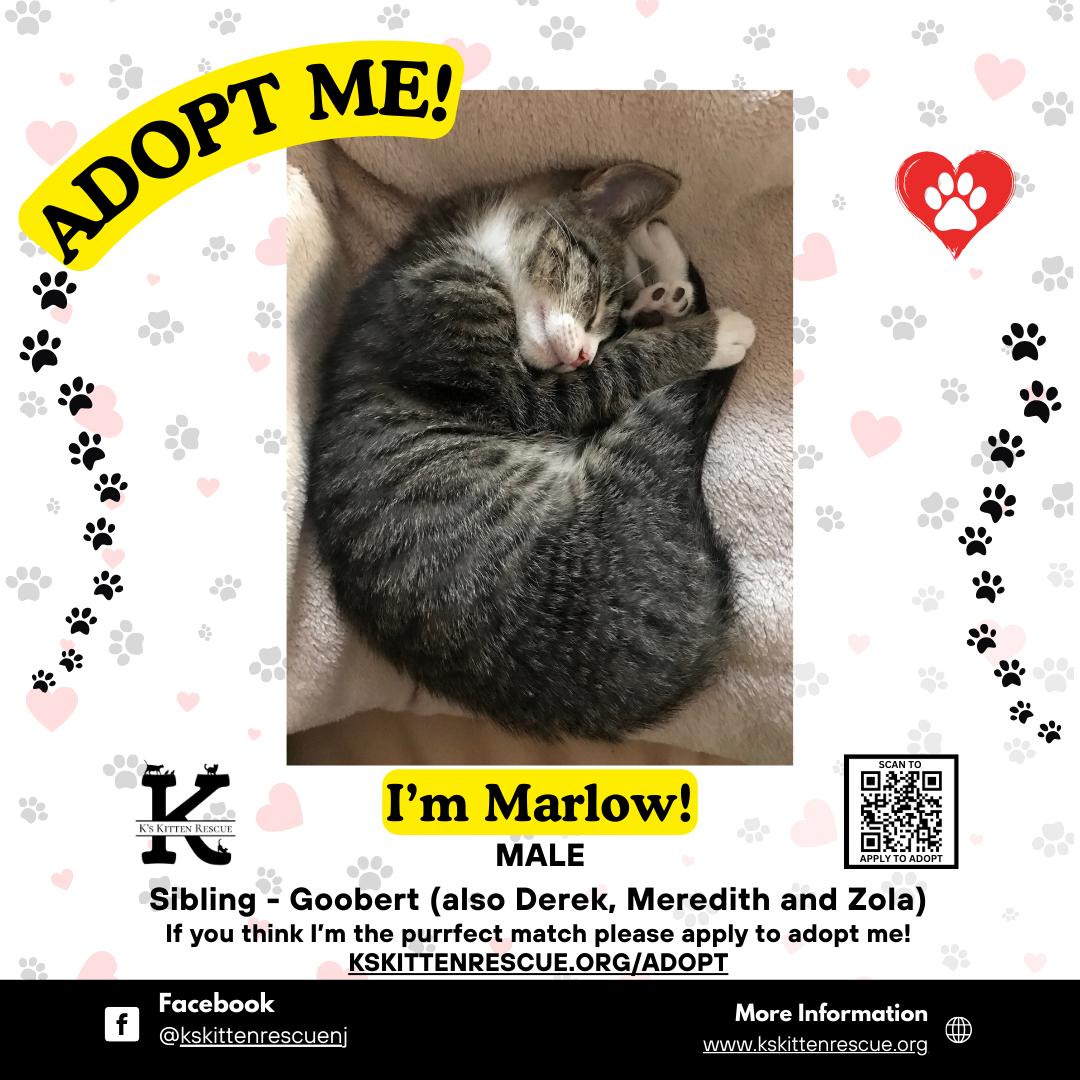 Enlarge Marlow, a ADOPTABLE Domestic Short Hair in Brick, NJ image 1/1