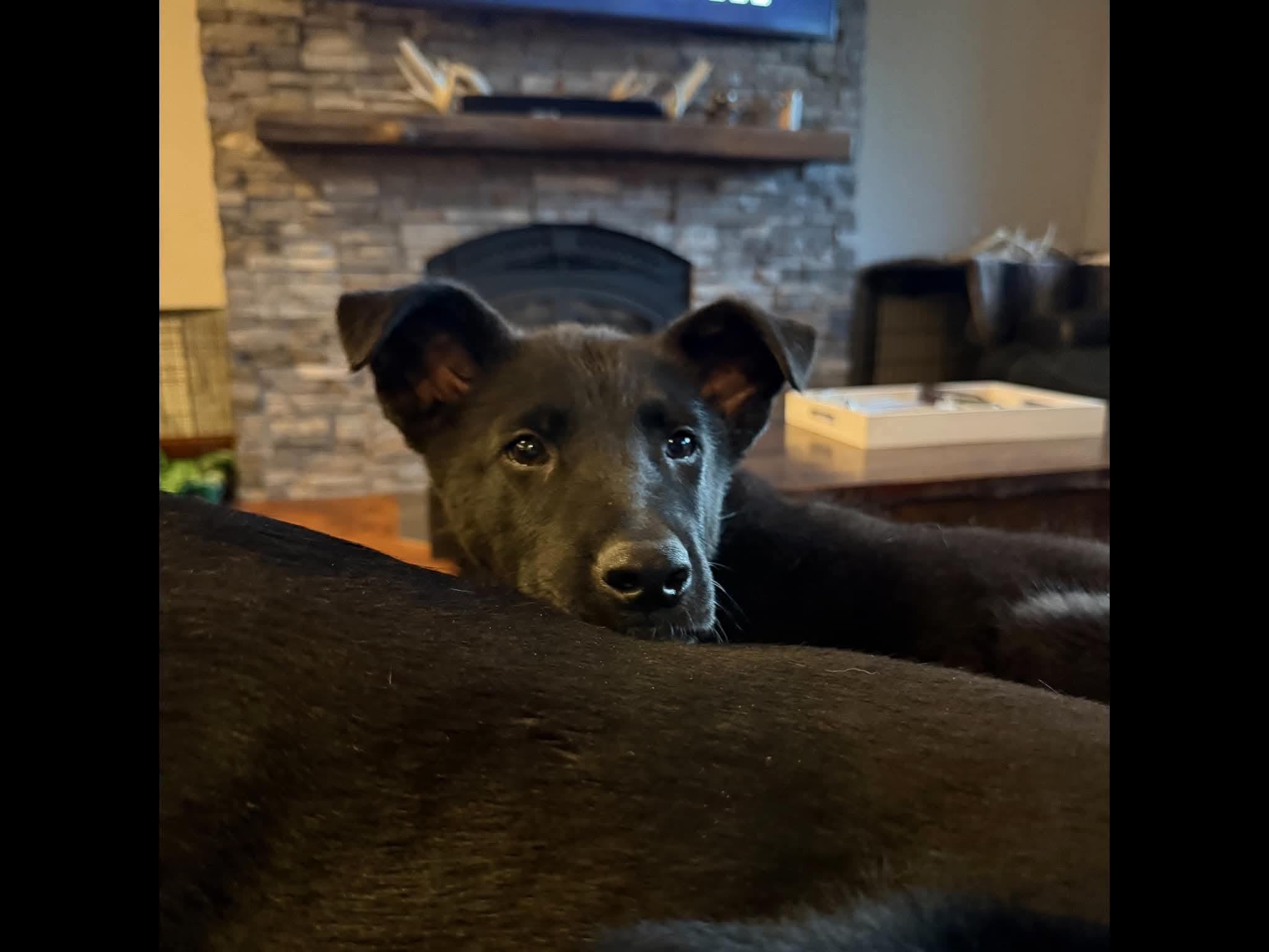 Enlarge Mousse, an adopted mixed breed in Sioux City, IA image 3/5