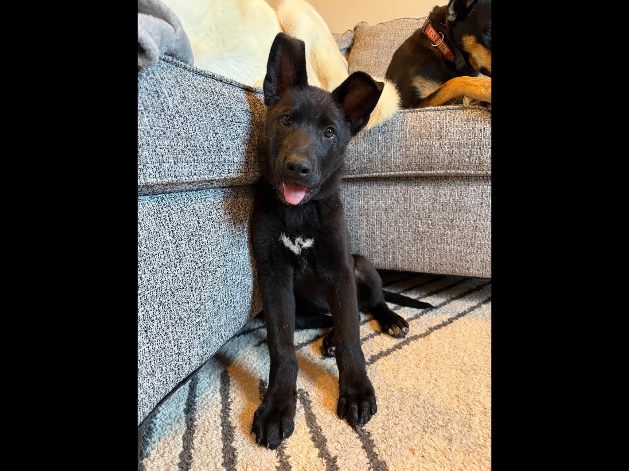 Enlarge Mousse, an adopted mixed breed in Sioux City, IA image 5/5