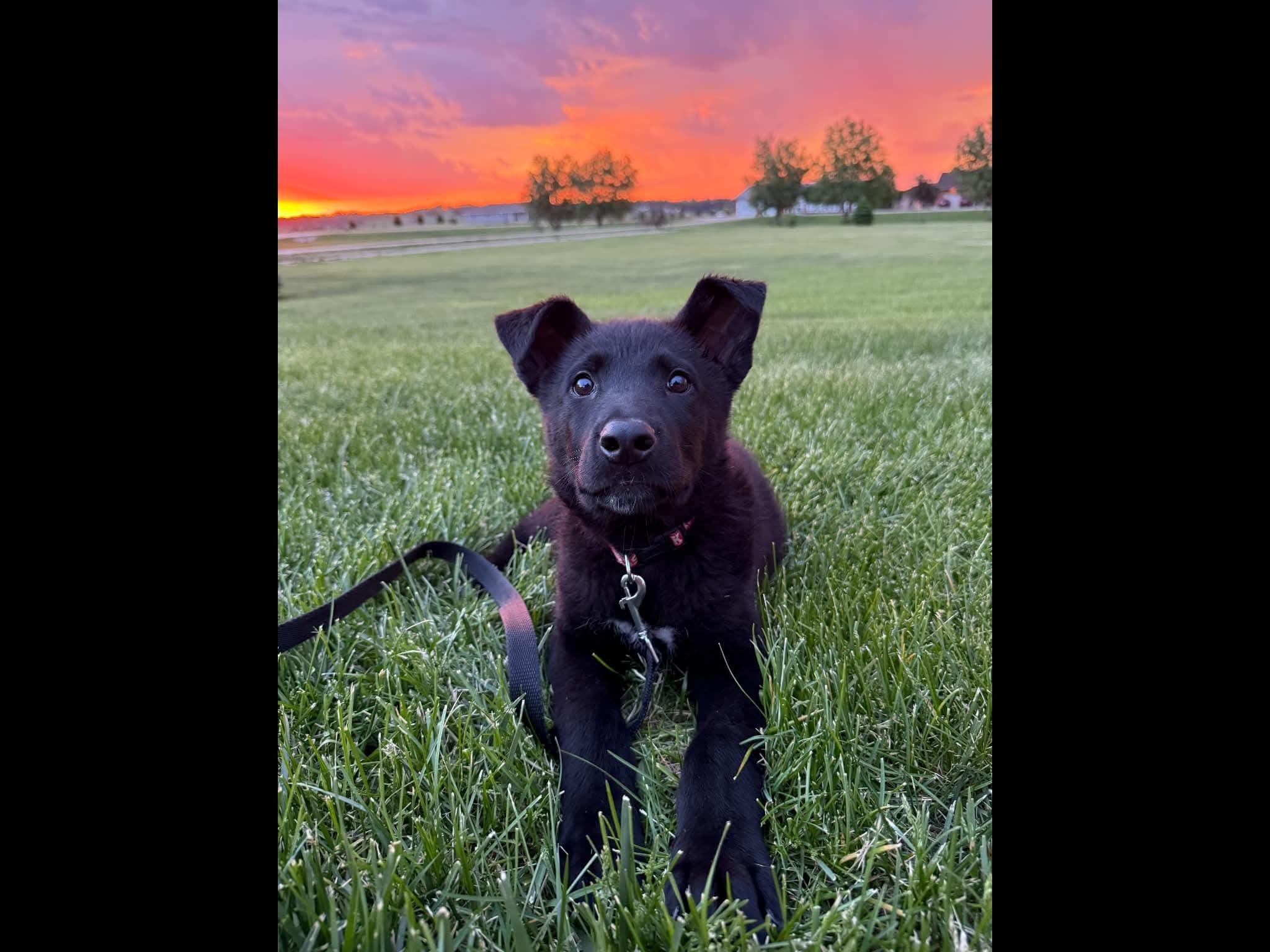 Enlarge Mousse, an adopted mixed breed in Sioux City, IA image 1/5