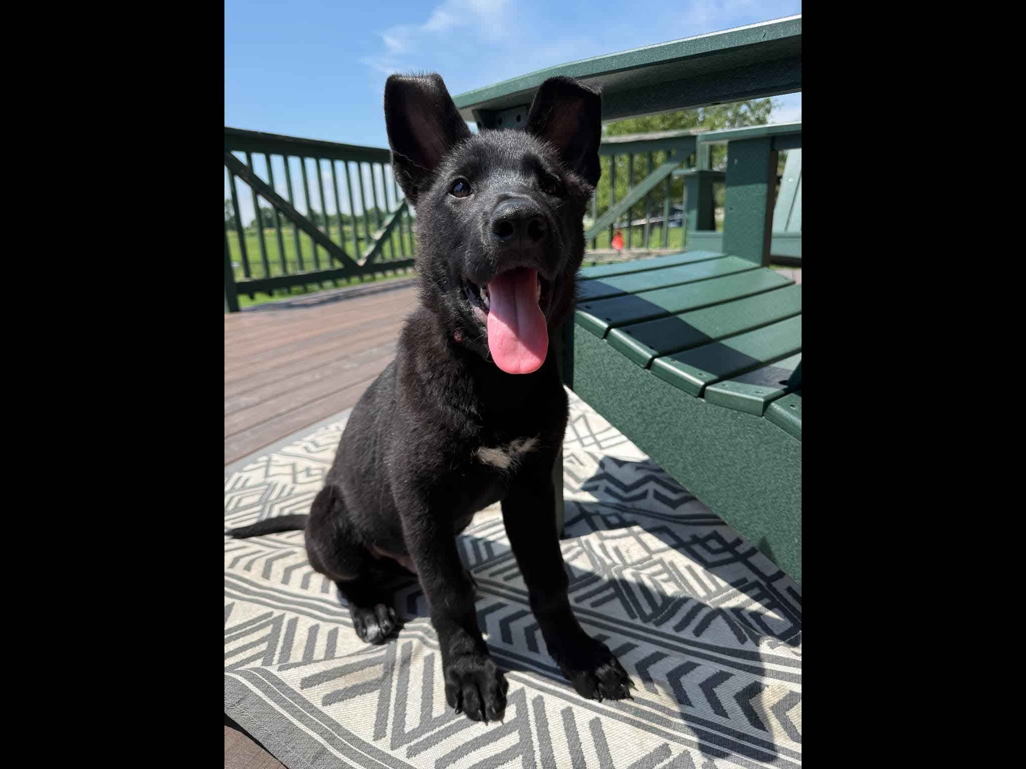 Enlarge Mousse, an adopted mixed breed in Sioux City, IA image 2/5