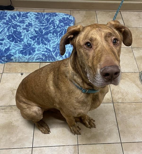 Cinco, Adoptable, Adult Male Mixed Breed.