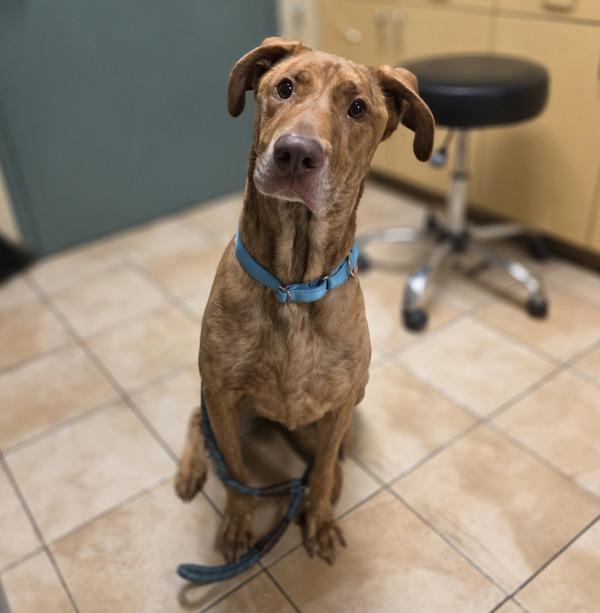 Enlarge Cinco, a Adoptable mixed breed in Troutdale, OR image 2/6