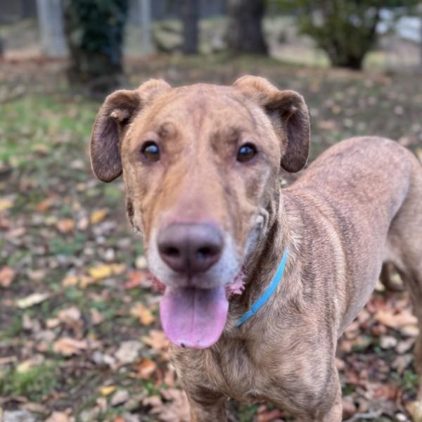 Enlarge Cinco, a Adoptable mixed breed in Troutdale, OR image 3/6