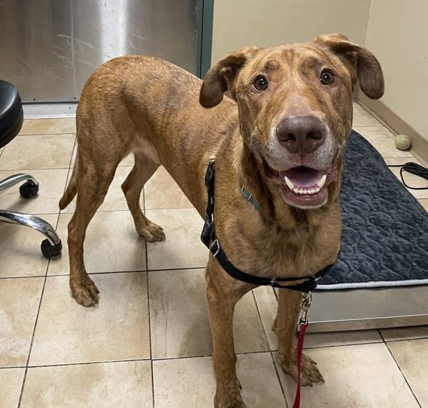 Enlarge Cinco, a Adoptable mixed breed in Troutdale, OR image 4/6