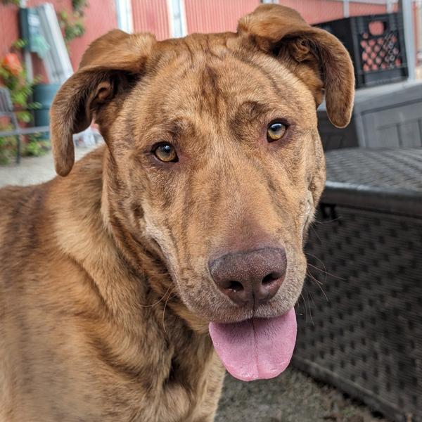 Enlarge Cinco, a Adoptable mixed breed in Troutdale, OR image 5/6