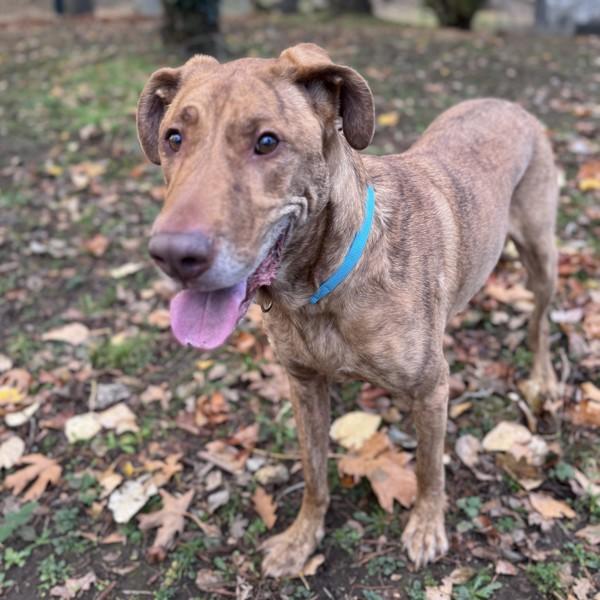 Enlarge Cinco, a Adoptable mixed breed in Troutdale, OR image 6/6