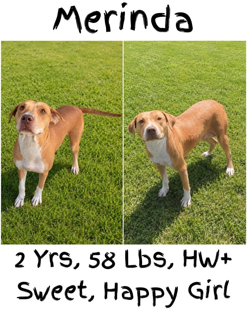 Merinda, Adoptable, Young Female Vizsla & American Bulldog.