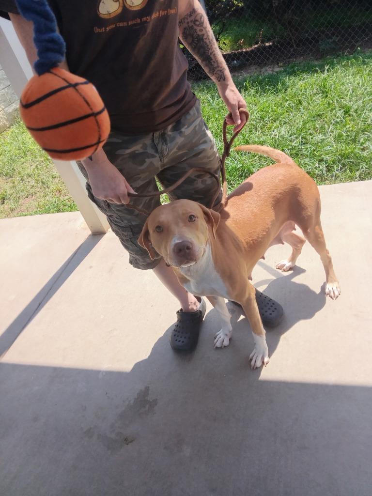 Enlarge Merinda, a Adoptable mixed breed in Albany, GA image 2/6