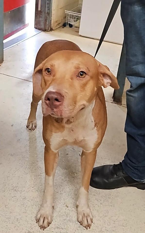 Enlarge Merinda, a Adoptable mixed breed in Albany, GA image 3/6