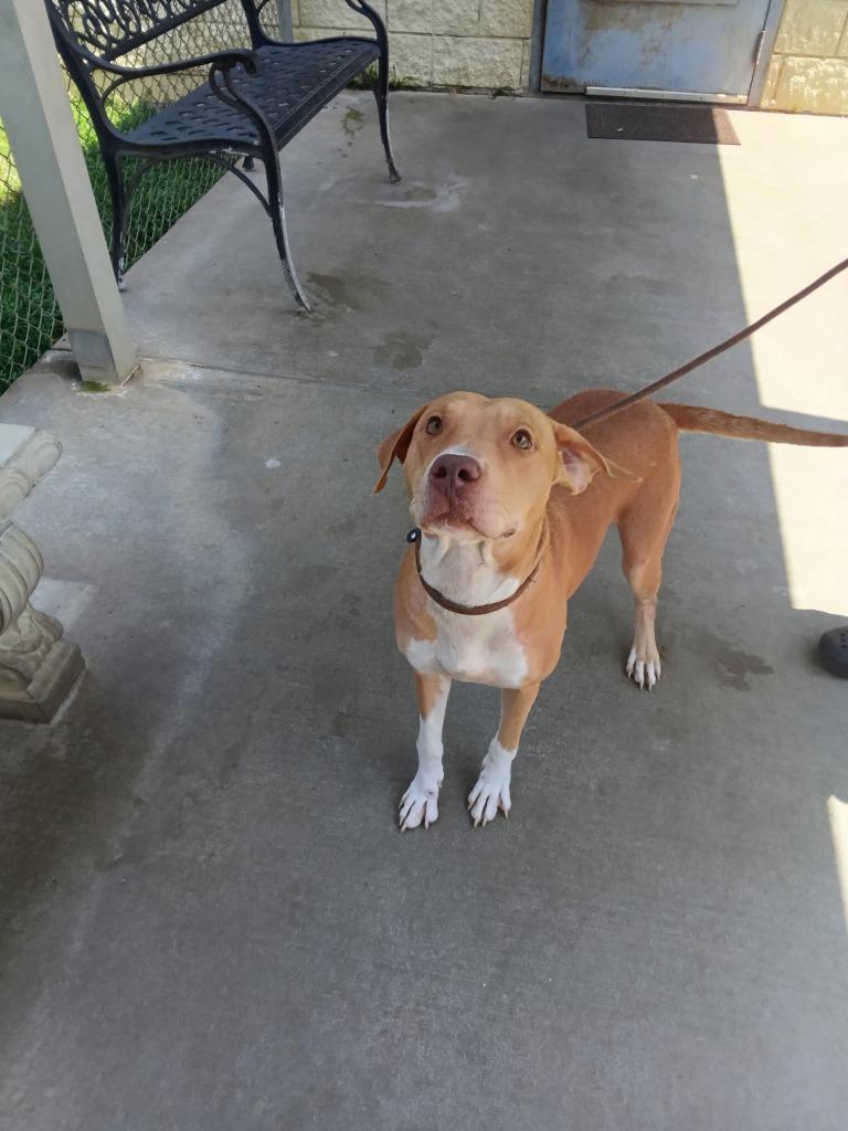 Enlarge Merinda, a Adoptable mixed breed in Albany, GA image 5/6