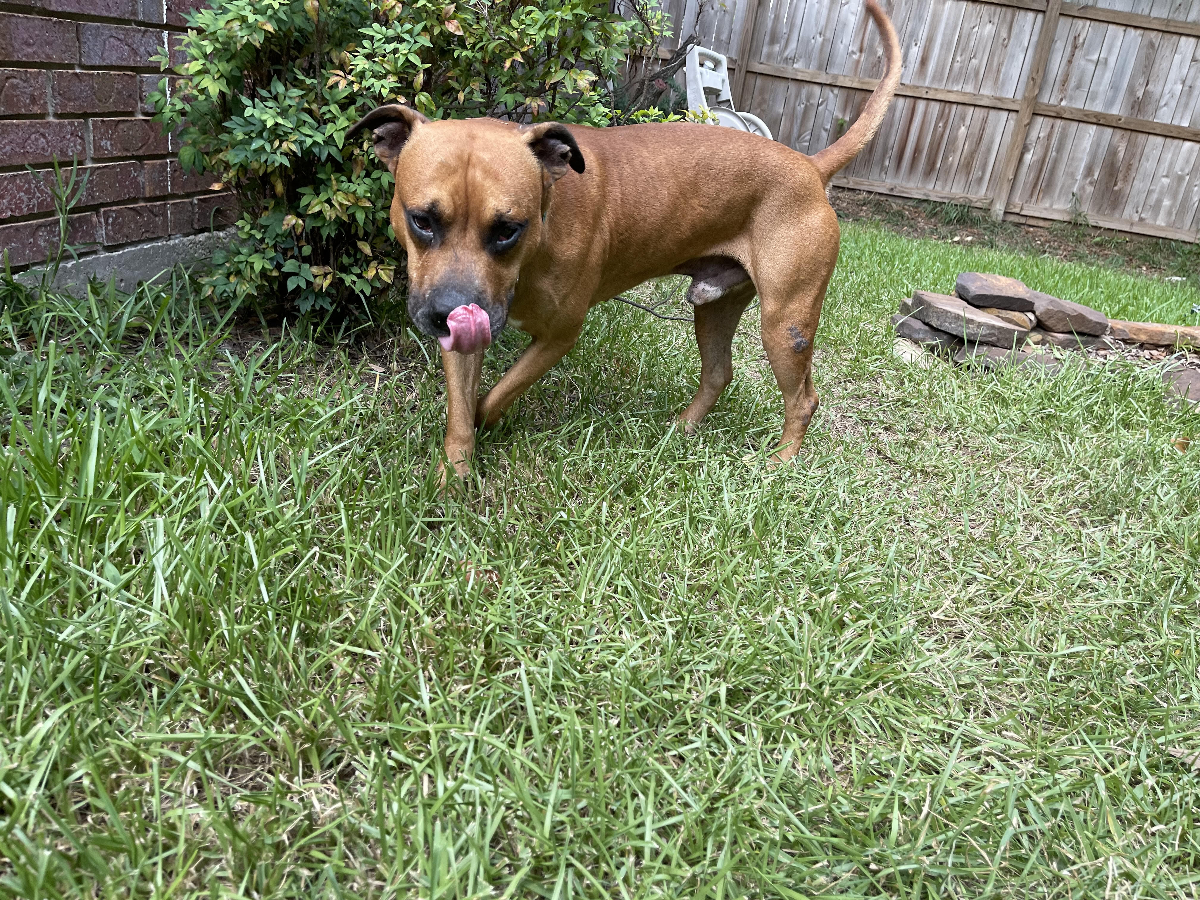 STUDLEY (aka Stud Muffin), a Adoptable American Staffordshire Terrier in Dunn Loring, VA image 3/11