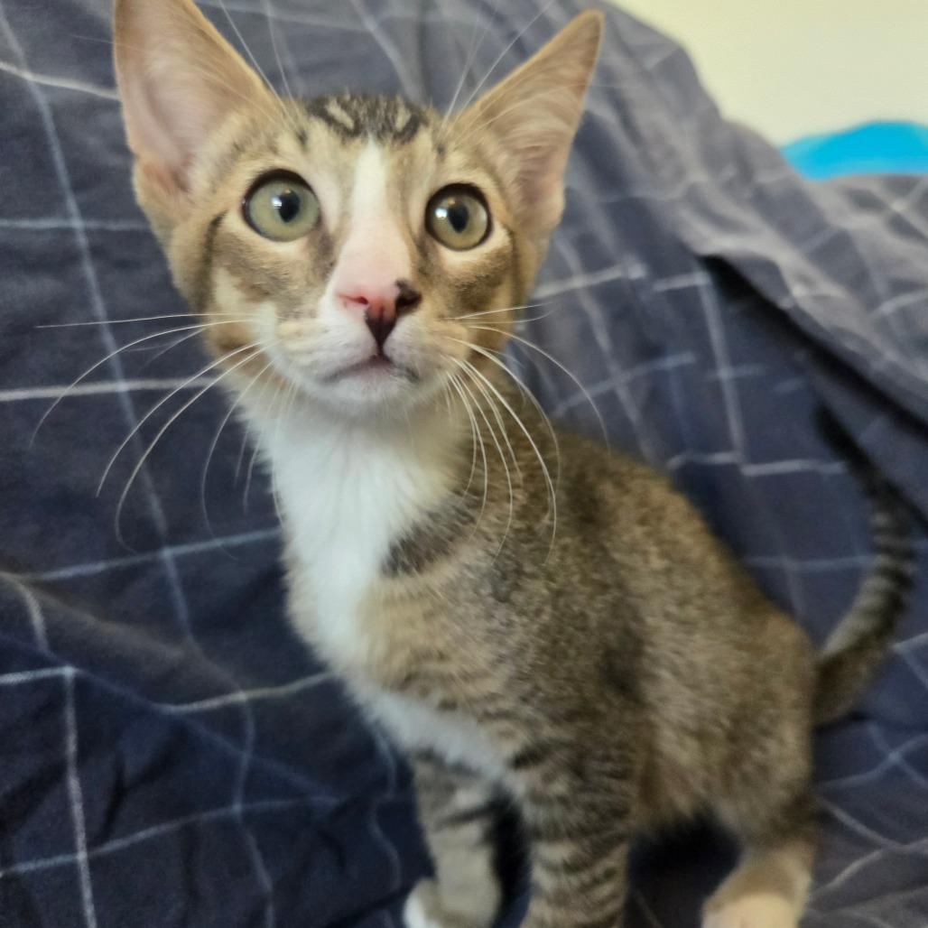 Enlarge Garbanzo, a Adoptable Domestic Short Hair in Brea, CA image 1/6