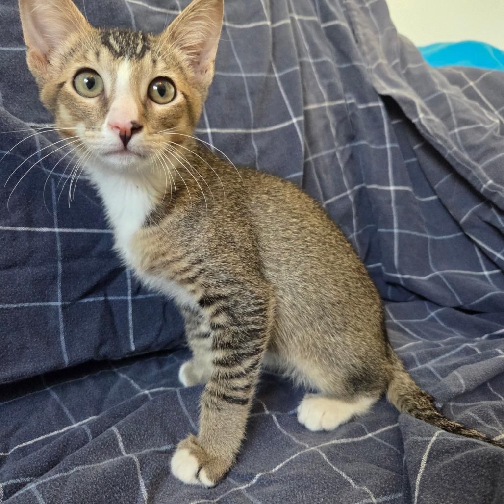 Enlarge Garbanzo, a Adoptable Domestic Short Hair in Brea, CA image 2/6
