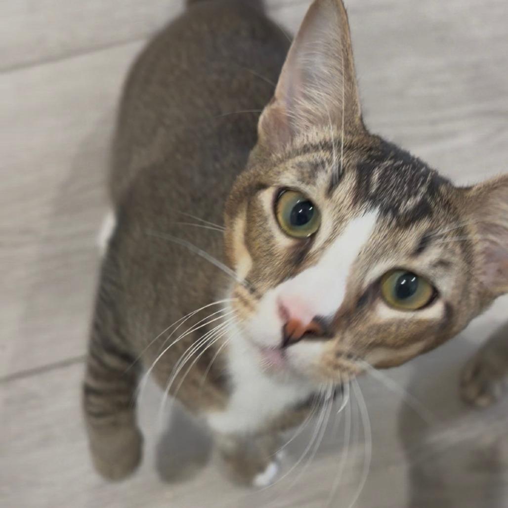 Enlarge Garbanzo, a Adoptable Domestic Short Hair in Brea, CA image 3/6