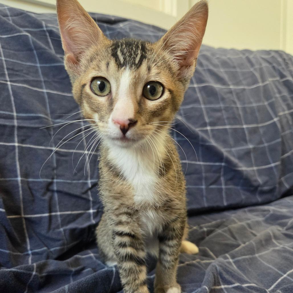 Enlarge Garbanzo, a Adoptable Domestic Short Hair in Brea, CA image 4/6