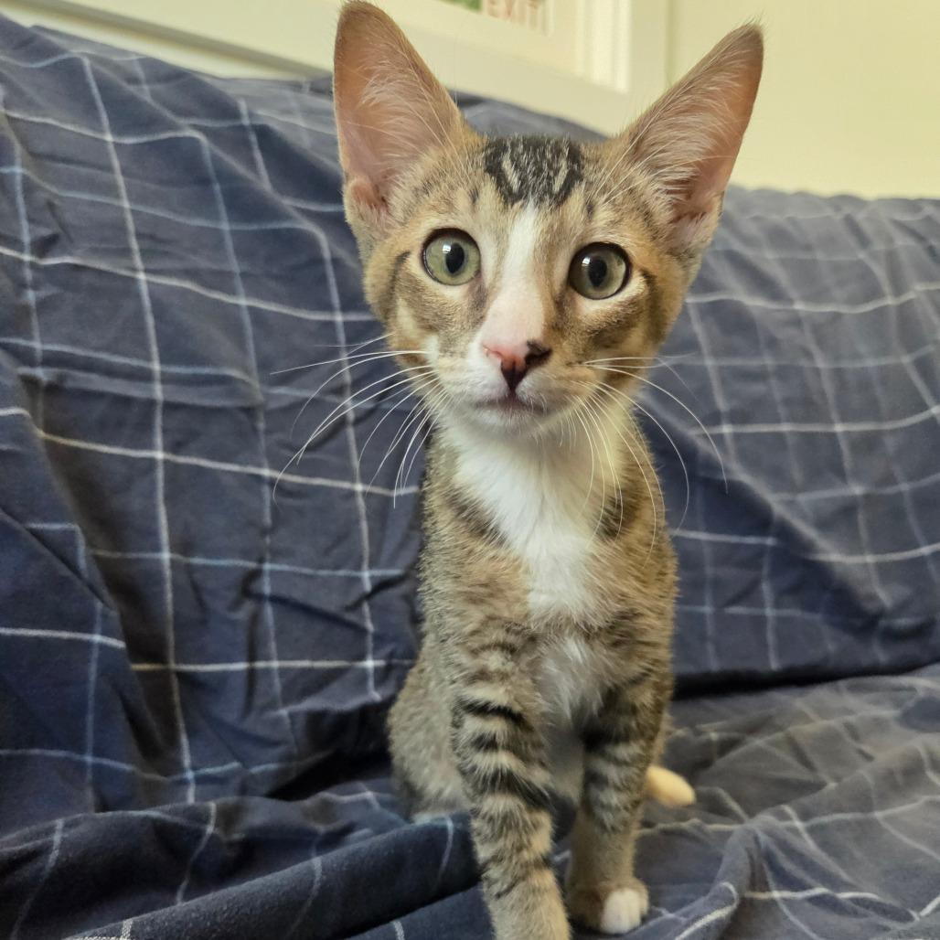 Enlarge Garbanzo, a Adoptable Domestic Short Hair in Brea, CA image 5/6