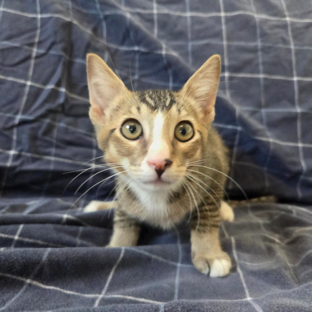 Enlarge Garbanzo, a Adoptable Domestic Short Hair in Brea, CA image 6/6