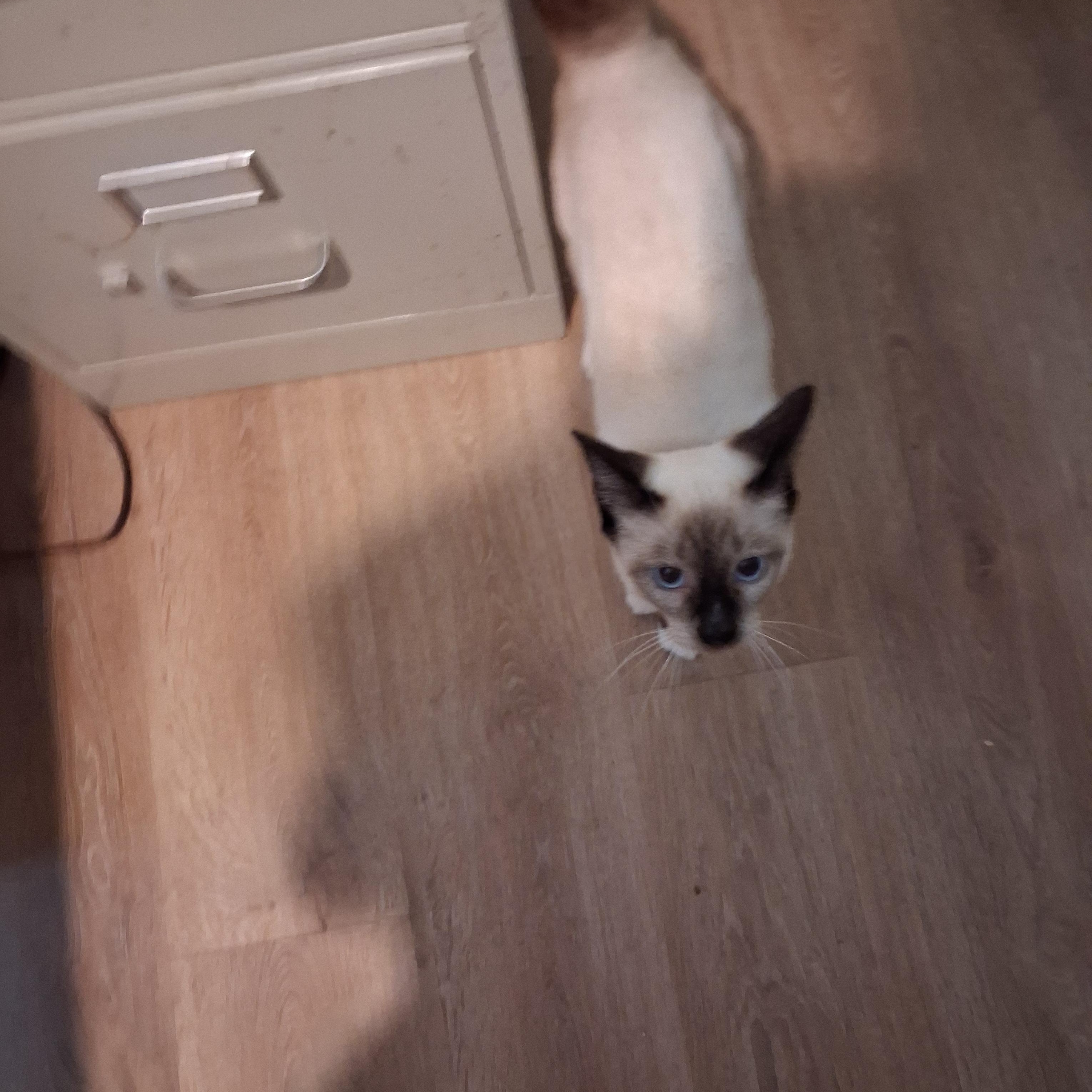 Ambrosia, Adopted, Young Male Siamese.